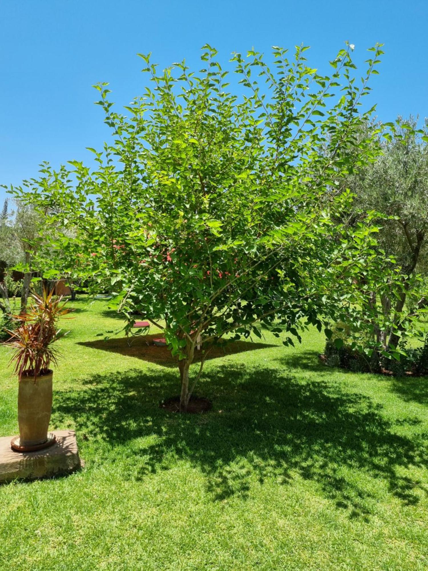 Riad Les Deux Citronniers Marakéš Pokoj fotografie
